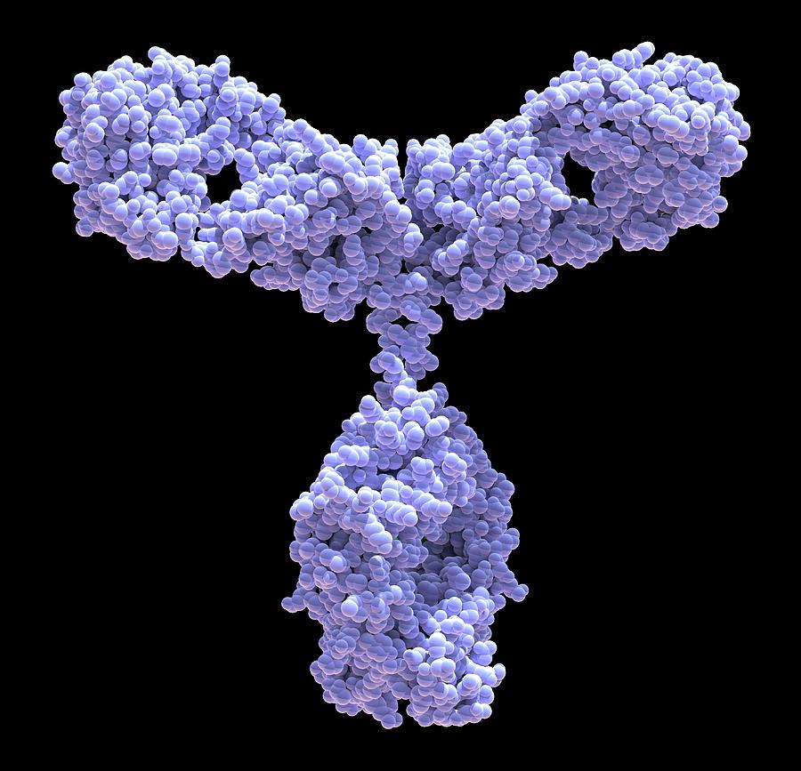 antibody.jpg